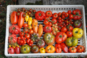 tomates 32