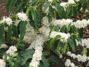 CafeFleurs