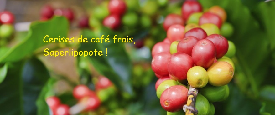 Café vert détox