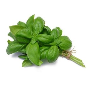 basilic