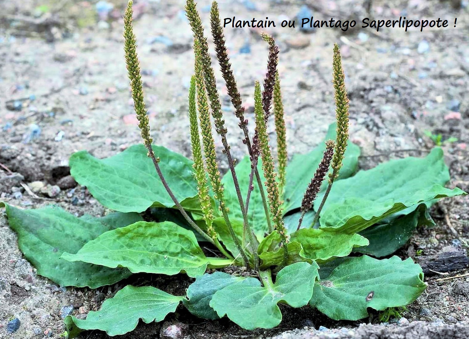 Plantain pour la plante de tes pieds !