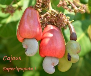 CajousSurArbre