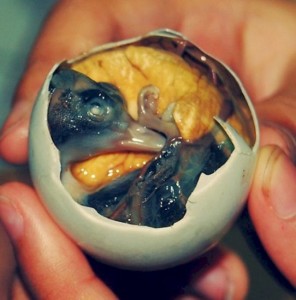 OeufCaneFeconde