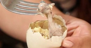 OeufCaneFecondeCuit