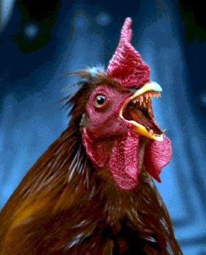 Poule avec des dents