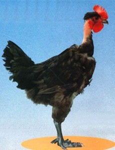 Poulet coununoir