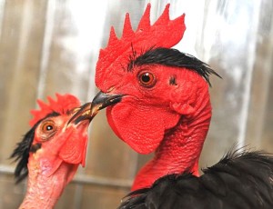 poulet noir