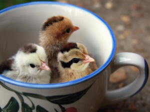 poussins