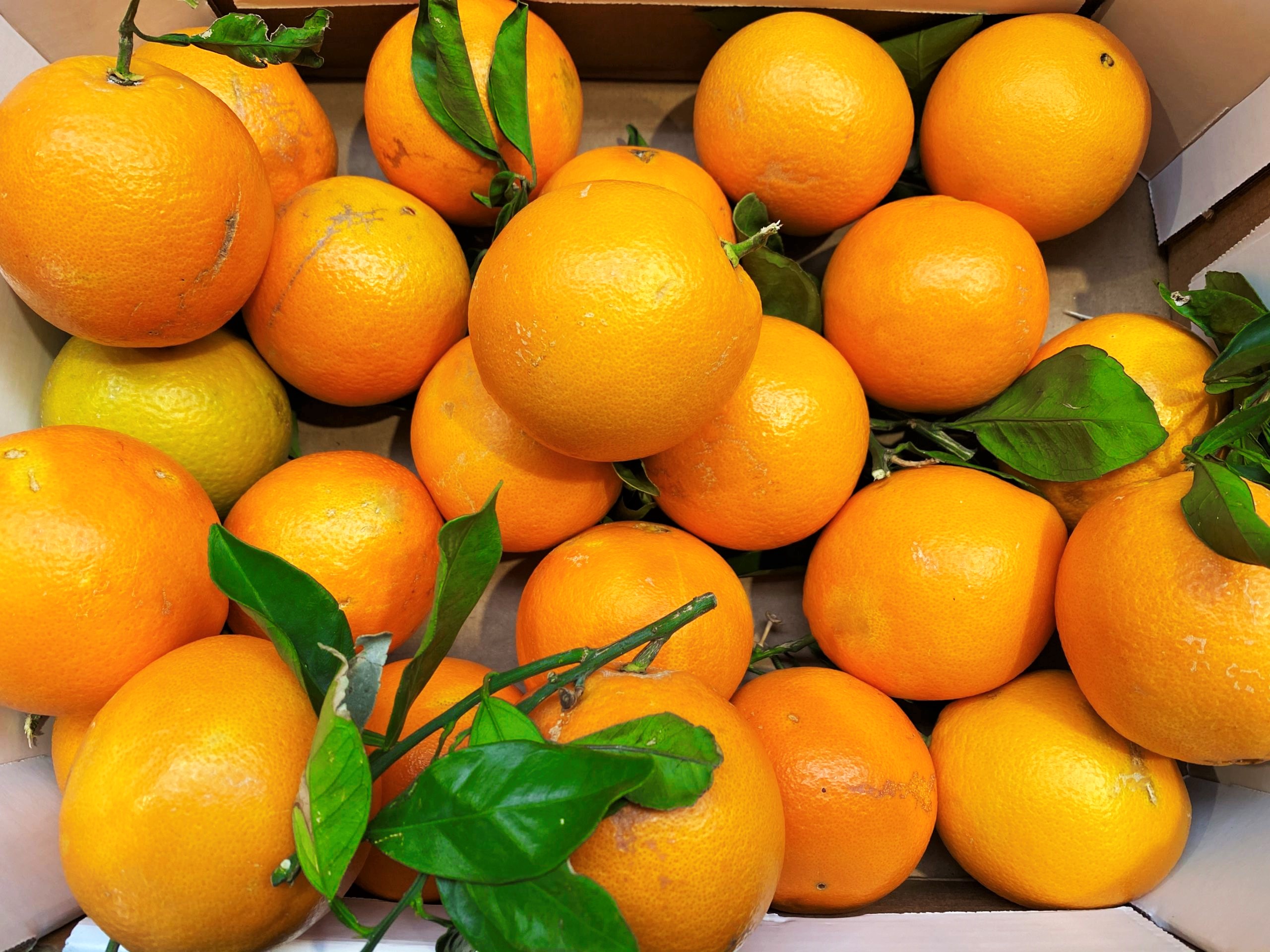 Tarte à la crème d’oranges de Sicile de Philippe Conticini