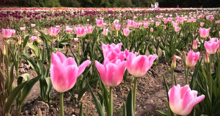 Merveilleuses Tulipes … contre le cancer !