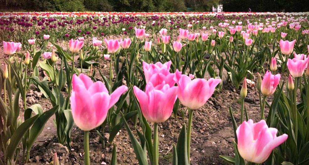 Merveilleuses Tulipes … contre le cancer !