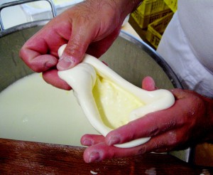 Casa Mozzarella au Marché de la Plaine du Loup- Burrata